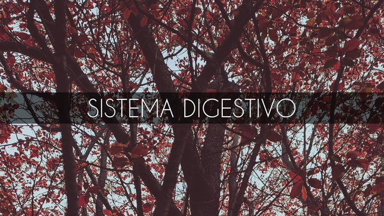 Sistema digestivo