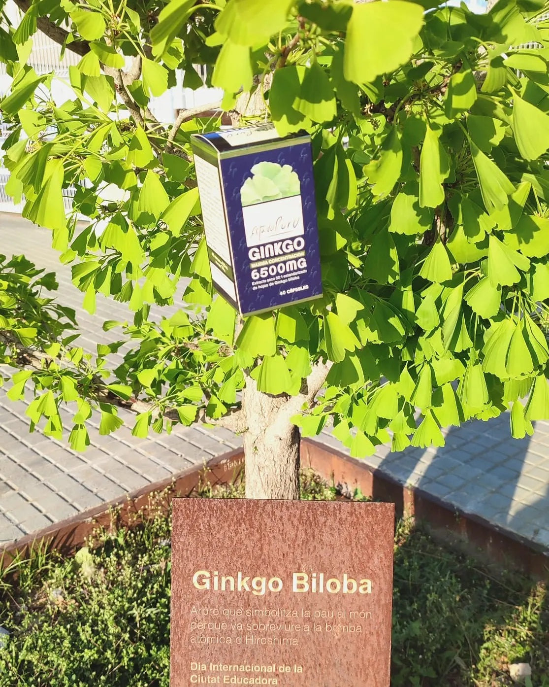 Ginkgo 6500 mg