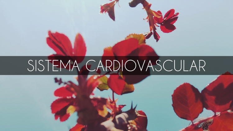 Cardiovascular & Circulación