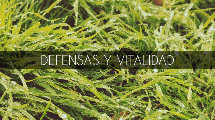 Defensas y Vitalidad