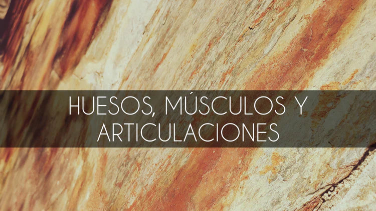 Huesos, músculos y articulaciones